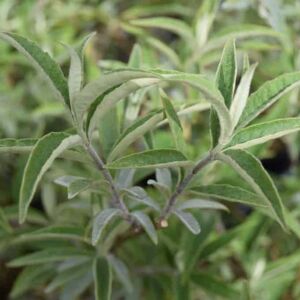 Buddleja davidii Nanho Blue ('Mongo') 60-80 cm